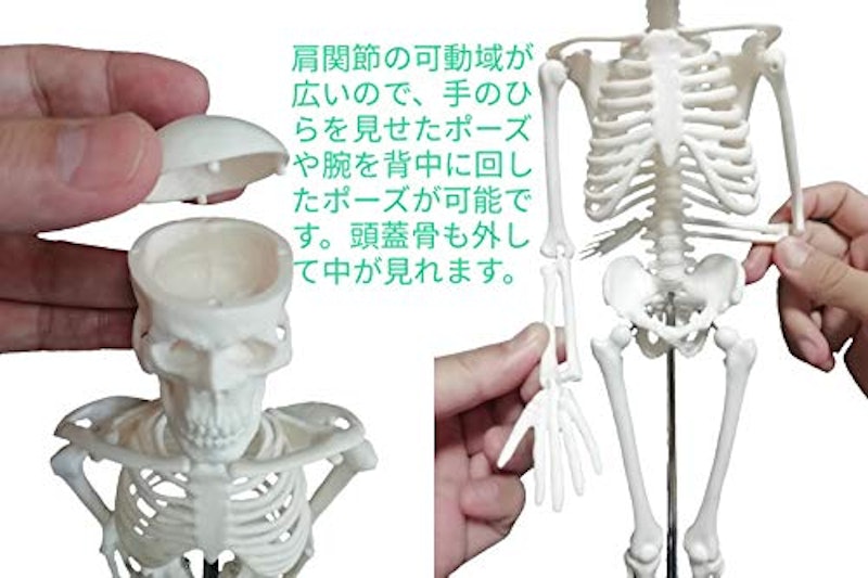全身骨格模型 4