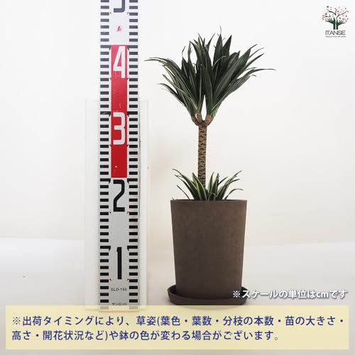 ドラセナ コンパクタ 3