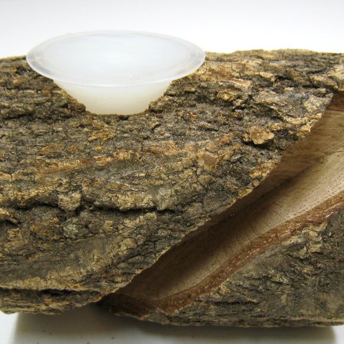 AJITO エサ皿兼のぼり木 3