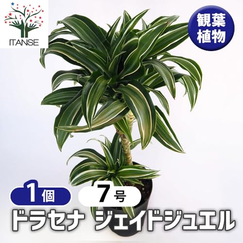 ドラセナ ジェイドジュエル 観葉植物 2