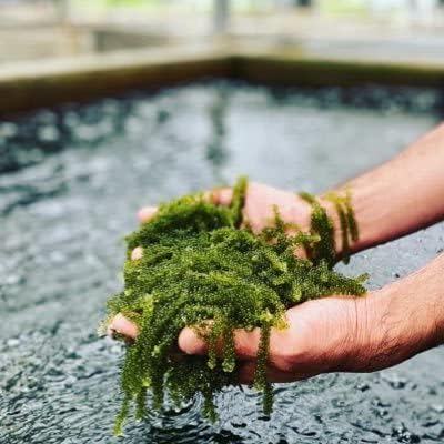 海ぶどう　茎付き 5