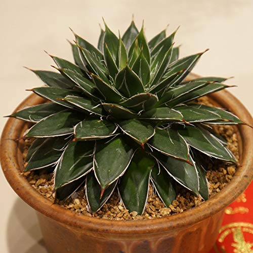 多肉植物 種子 2