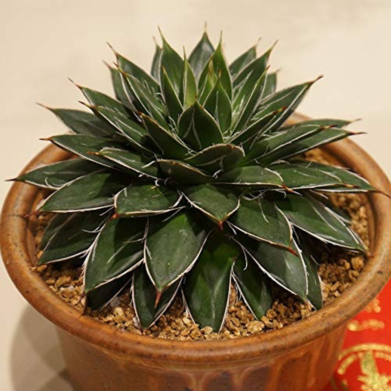多肉植物 種子 2