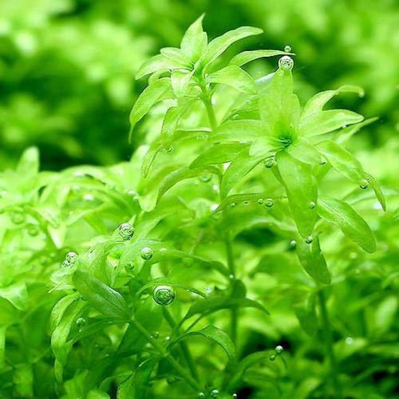 21年 熱帯魚用水草のおすすめ人気ランキング10選 Mybest 21年 熱帯魚用水草のおすすめ人気ランキング10選 Mybest