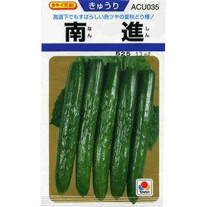 南進キュウリ 1