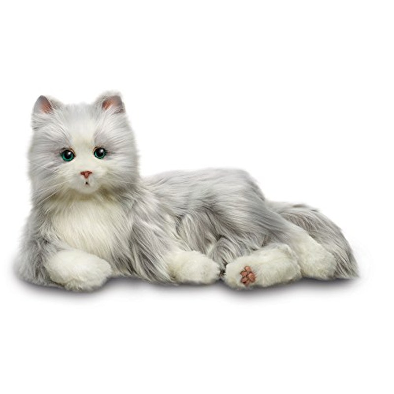 Cat 1