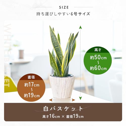 サンスベリア ホワイトバスケット 3