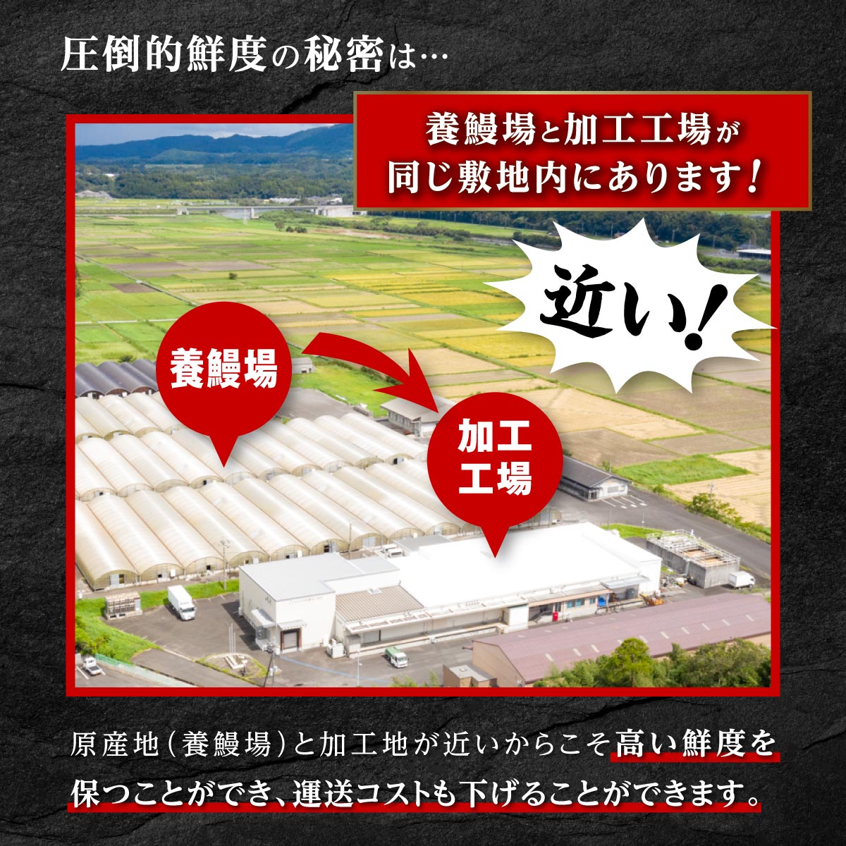 鹿児島県産 うなぎ長蒲焼 9