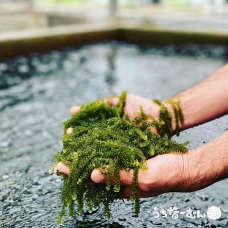 海ぶどう 2