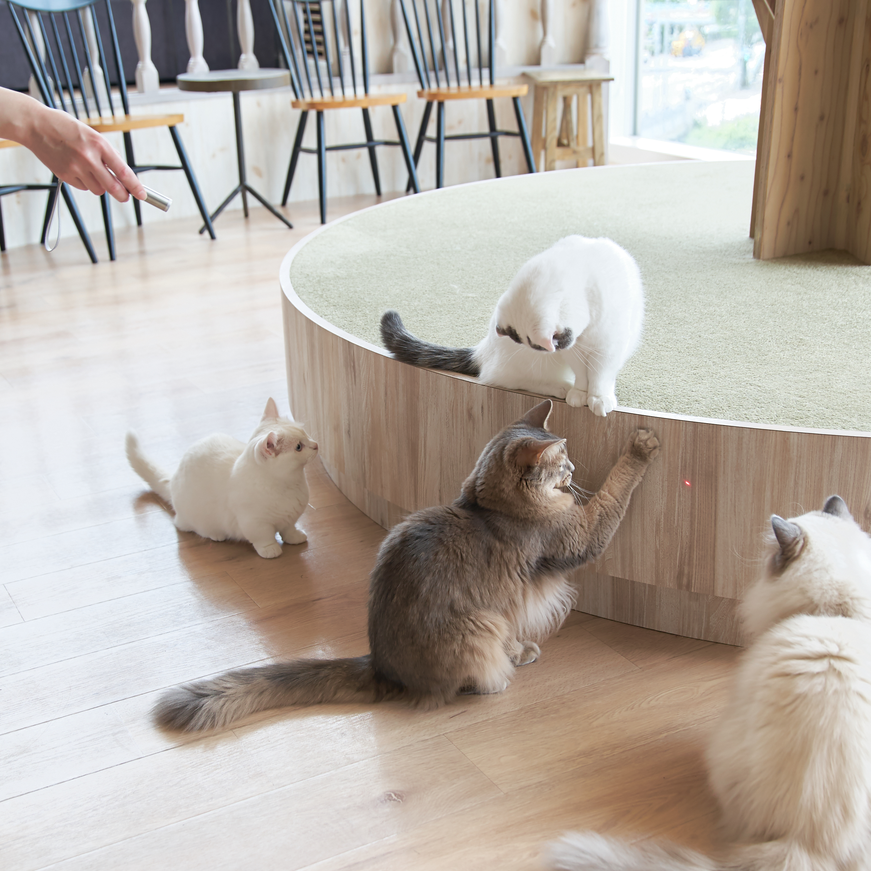 徹底比較】猫用おもちゃのおすすめ人気ランキング10選  mybest