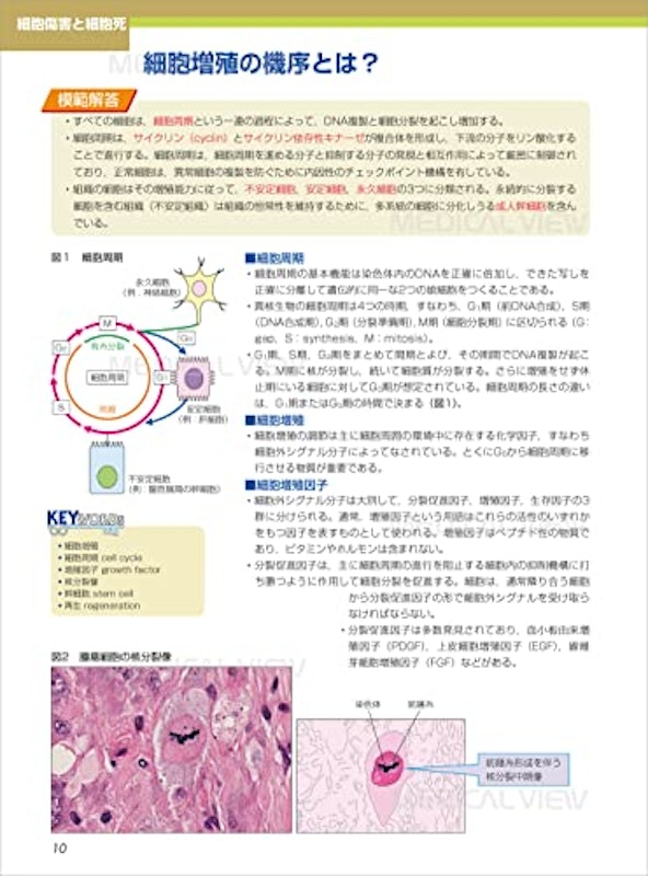 カラーイラストで学ぶ 集中講義 生化学 改訂2版 2
