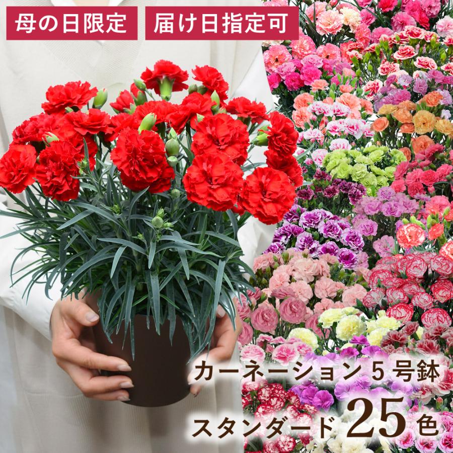 カーネーションの鉢花 1