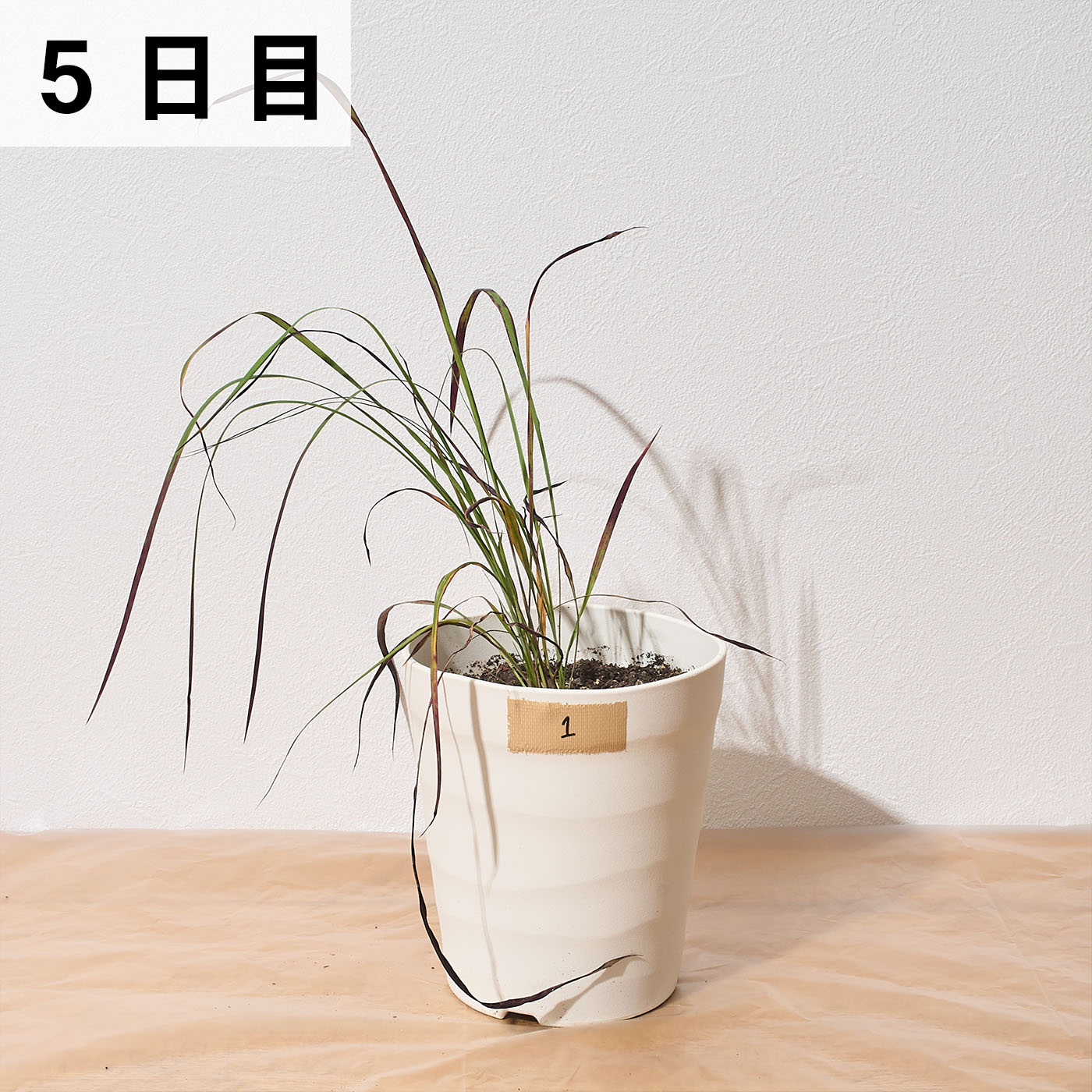 速効除草剤 16