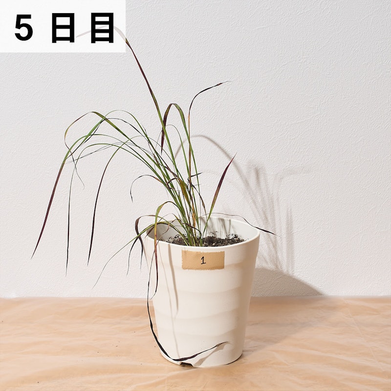 速効除草剤 16