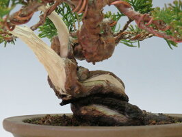 21年 ミニ盆栽のおすすめ人気ランキング14選 Mybest