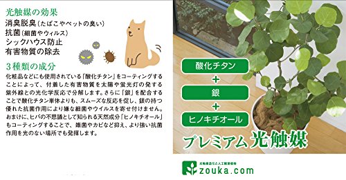 光触媒フェイクグリーン ドラセナ ワーネッキー 4
