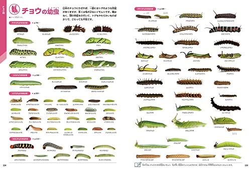 昆虫 新版 9