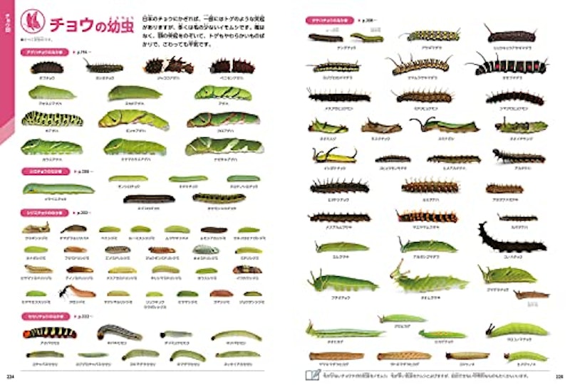 昆虫 新版 9