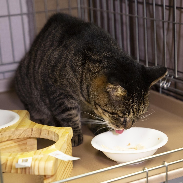 フリーズドライのササミ猫用 6