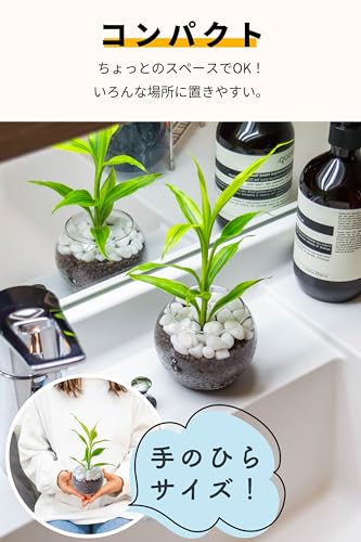 観葉植物 3