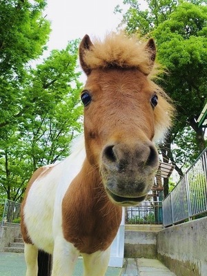 こども動物園 高島平分園 1