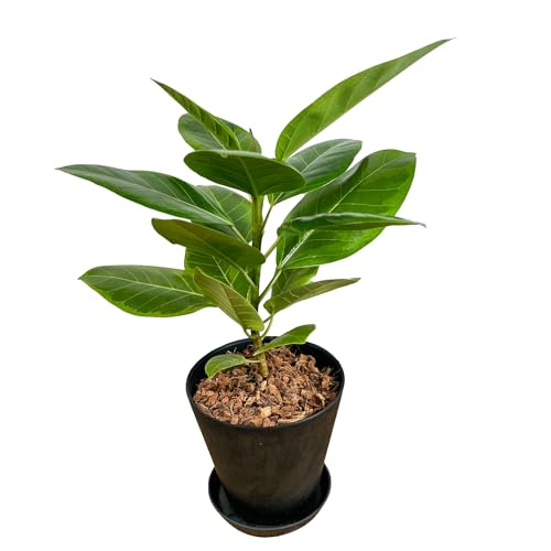 観葉植物 フィカス アルテシマ 園芸ネット本店｜フィカス：アルテシマ 3.5号ポット の通販【公式】