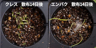 発芽しにくさの検証では、クレスが半数ほど発芽した