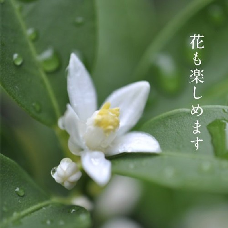 金柑 鉢植え 3