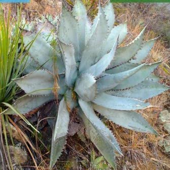 地植えにおすすめの多肉植物のおすすめ人気ランキング【屋外でも育つ！2026年9月】 1