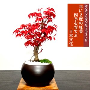 出猩々もみじ ミニ盆栽 1