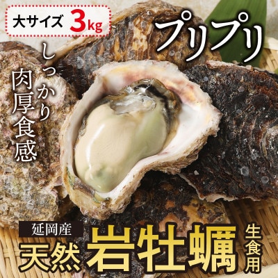 延岡産天然岩牡蠣 生食用 1