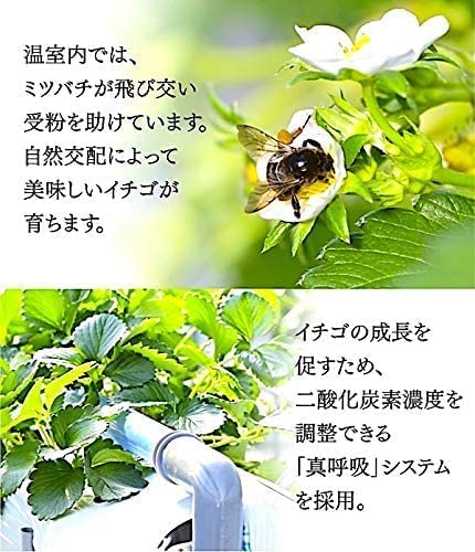 旬な朝摘みいちご 4