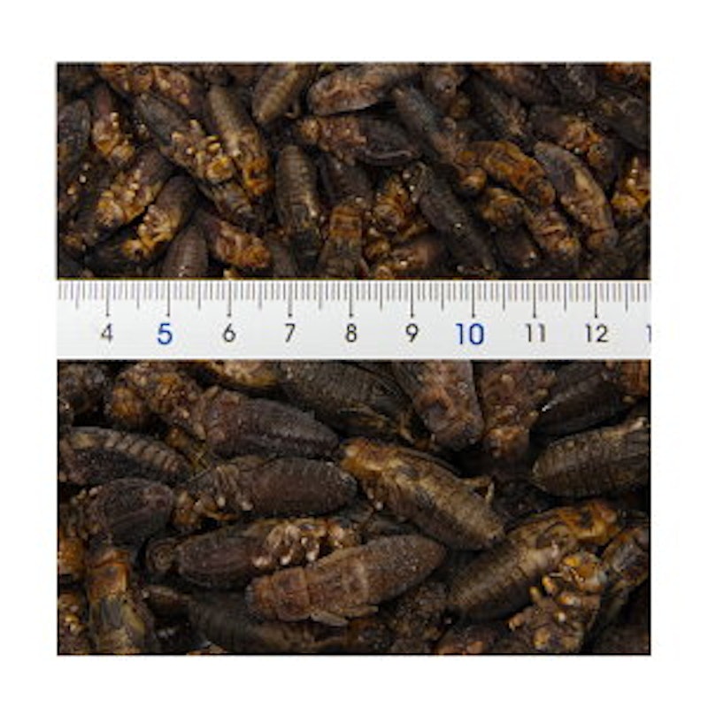 熱帯魚の餌のおすすめ人気ランキング選 Mybest 熱帯魚の餌のおすすめ人気ランキング選 Mybest