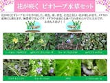 ビオトープ向け水草のおすすめ人気ランキング【2026年6月】 2
