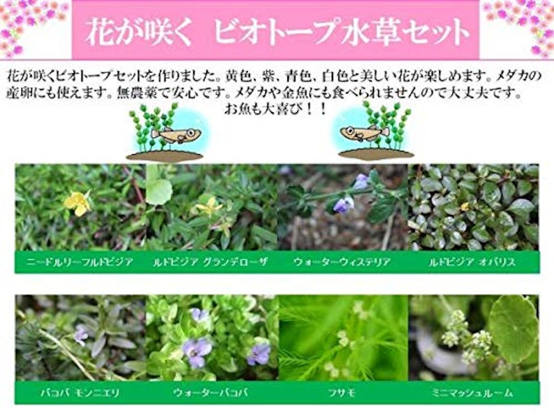 花が咲く ビオトープ水草セットと栄養素付 1
