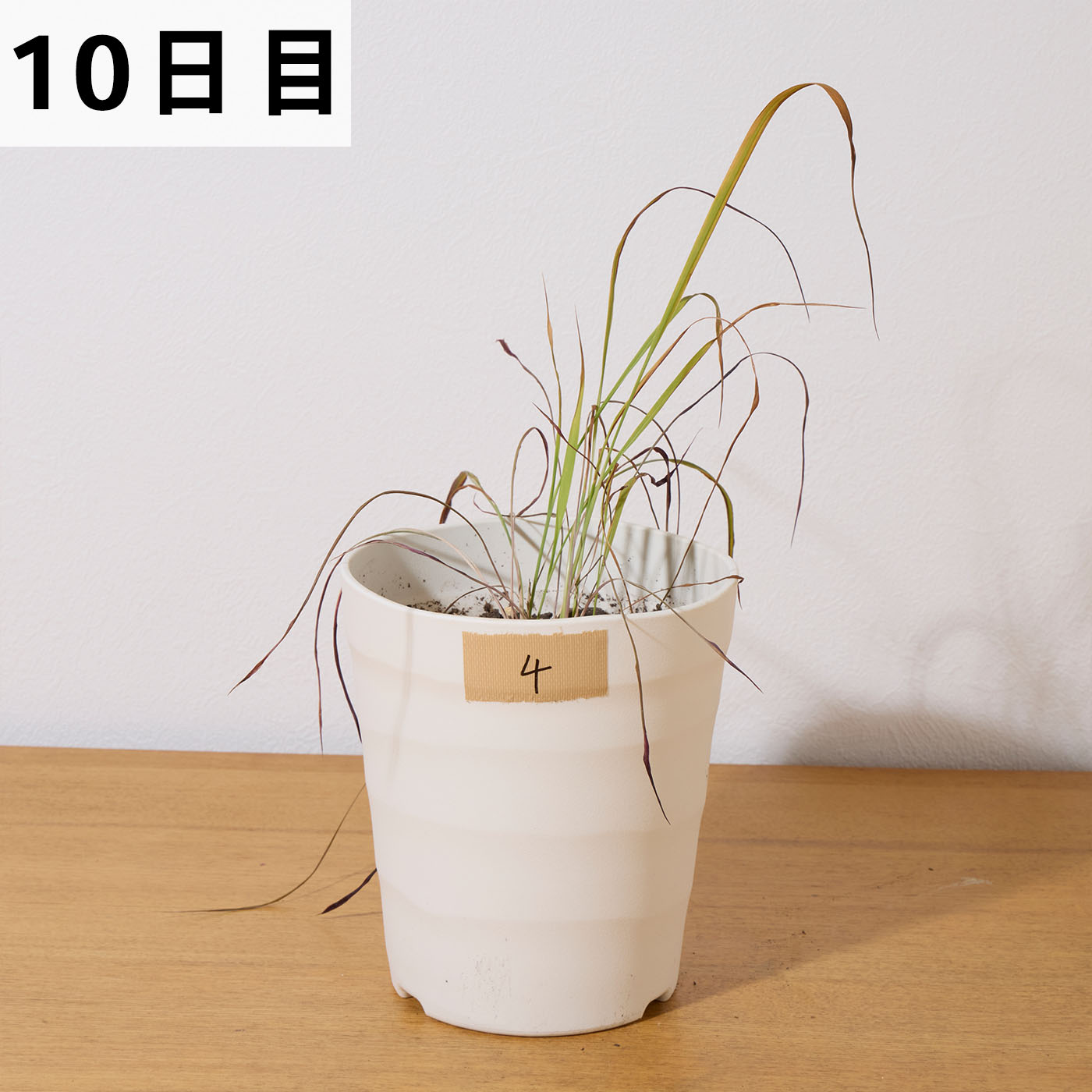 バスタ液剤 20