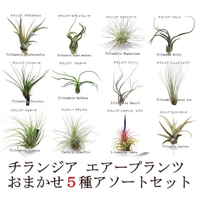 21年 エアプランツのおすすめ人気ランキング15選 Mybest 21年 エアプランツのおすすめ人気ランキング15選 Mybest