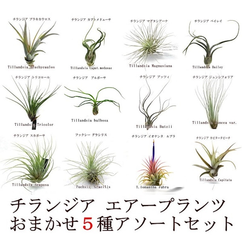 チランジア エアープランツ 2