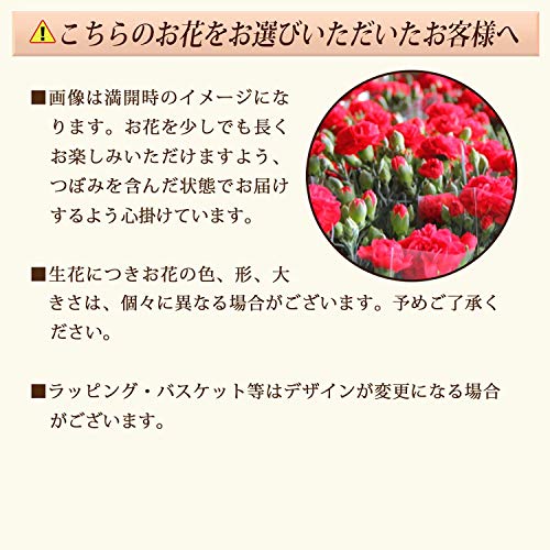 カーネーション5号鉢植え 6