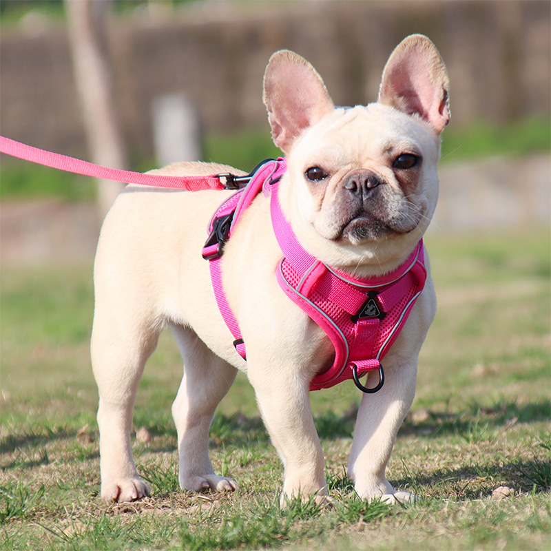 人気急上昇 Sleepypod マーチンゲールドッグハーネス Sサイズ パワーリーシュ Mサイズ 小型犬 ハーネス リード 犬 抜け ない 抜けない デザイン 散歩 グッズ 小型犬用 おしゃれ ダックス シュナウザー パグ 柴犬 Fucoa Cl