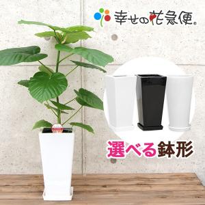 ウンベラータ 1