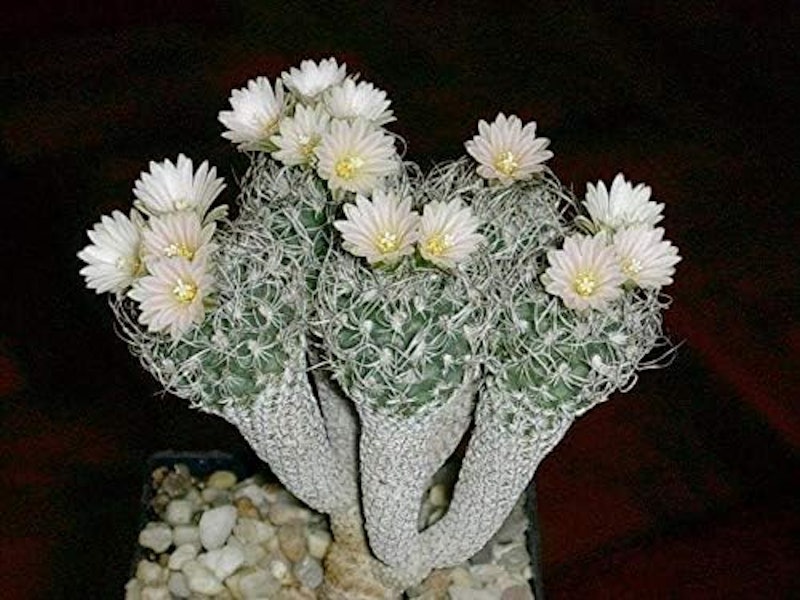 ツルビニカルプス 1
