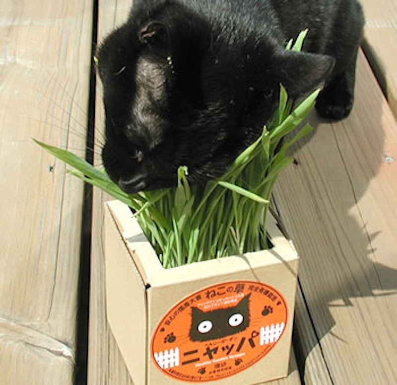 猫草ニャッパ 2個入り定番 2