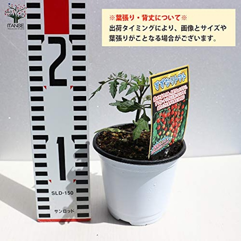 ミニトマト苗 すずなりトマト 3