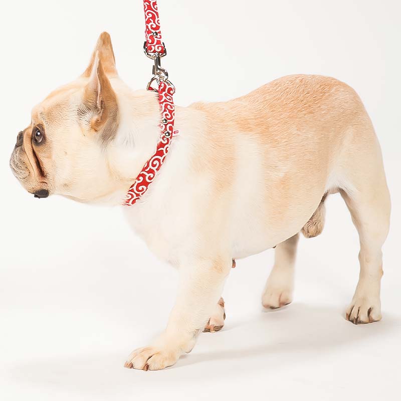 おしゃれな犬用首輪のおすすめ人気ランキング【2026年6月】 2