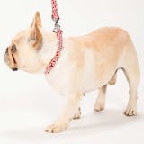 おしゃれな犬用首輪のおすすめ人気ランキング【2026年6月】 2