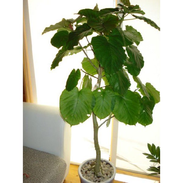 ウンベラータ 2