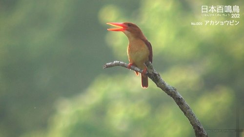 日本百鳴鳥 202 映像と鳴き声で愉しむ野鳥図鑑 2