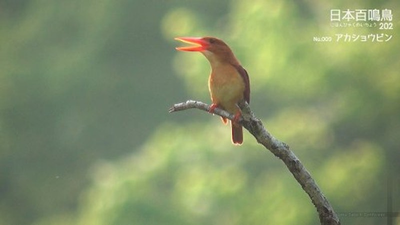 日本百鳴鳥 202 映像と鳴き声で愉しむ野鳥図鑑 2
