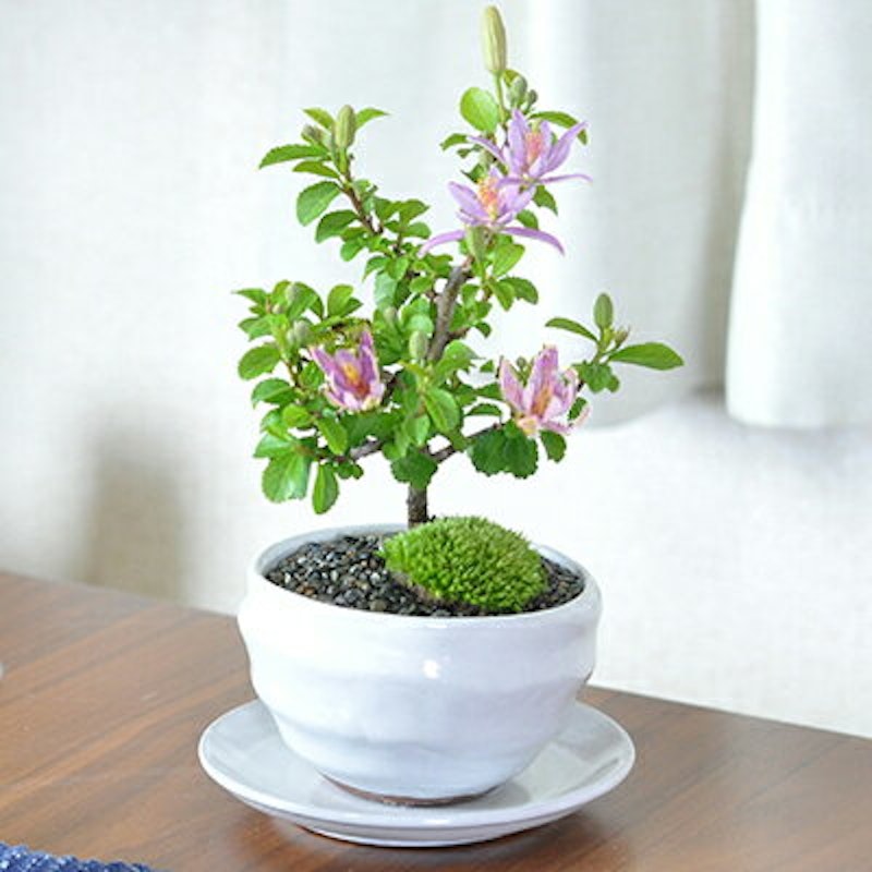 Mocx9ungeqnuxm Mocx9ungeqnuxm